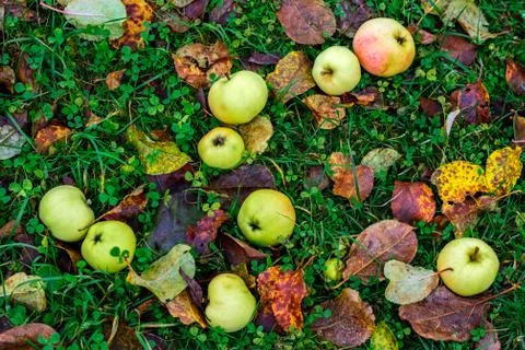 Apples on the grass. Stock Photos