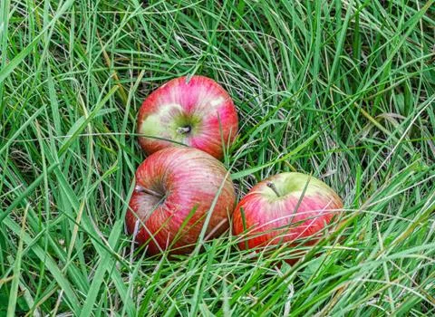 Apples in the grass Stock Photos