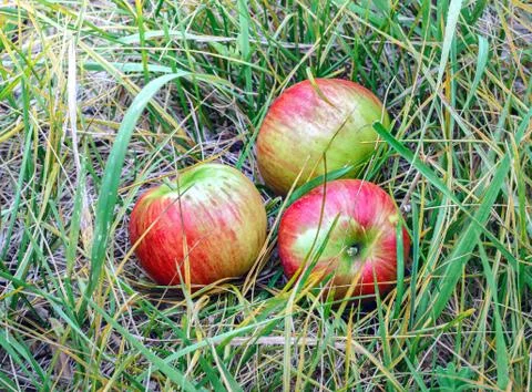 Apples in the grass Stock Photos
