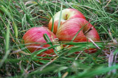 Apples in the grass Stock Photos
