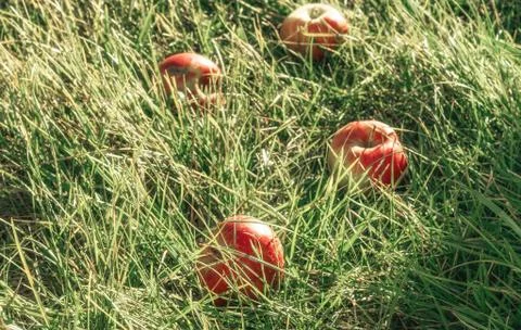 Apples in the grass Stock Photos