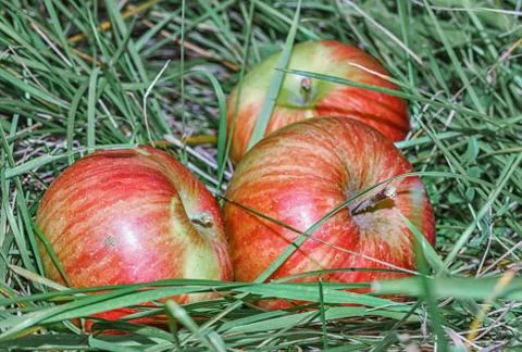 Apples in the grass Stock Photos