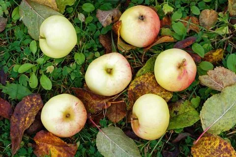 Apples on the grass. Stock Photos
