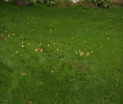 Apples on the grass (wide shot) Stock Footage 55148818