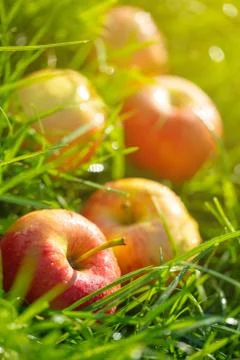 Apples on green grass Stock Photos