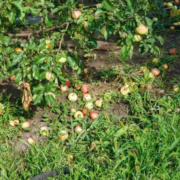 Apples on the ground fallen from the apple tree. Apples under the apple tree Stock Photos
