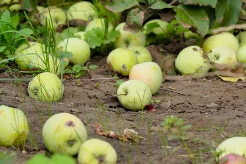 Apples on the ground fallen from the apple tree. Apples under the apple tree Foto stock