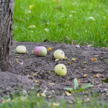 Apples on the ground fallen from the apple tree. Apples under the apple tree Stock-Fotos