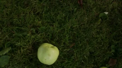 Apples on the ground Stock Footage 11317948