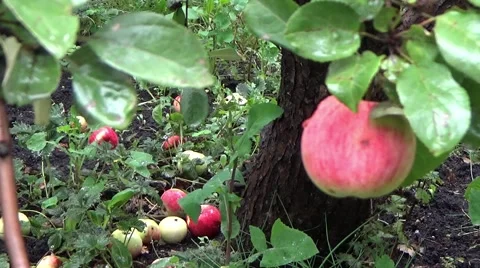APPLES ON THE GROUND Stock-Footage 58805237