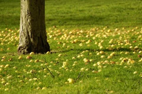 Apples on the ground Stock Photos