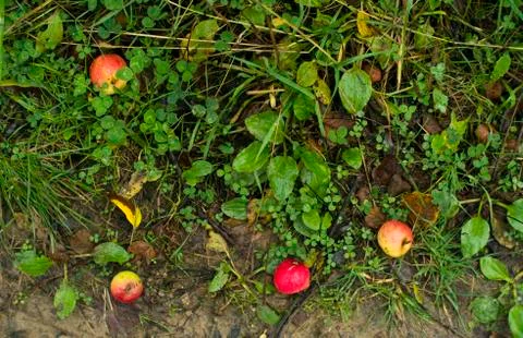 Apples on the ground Stock Photos