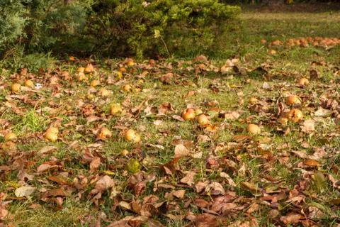 Apples on the ground Stock Photos