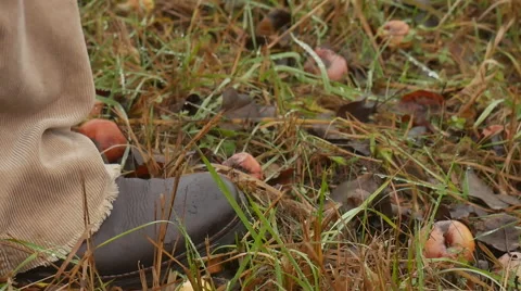 Apples on the ground. rotten Stock Footage 58149516