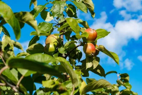 Apples grow on a branch against the blue sky Foto stock