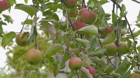 Apples grow on tree Video stock 320858057