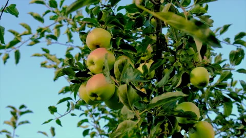 Apples grow on a tree in the garden. Selective focus. Stock Footage 214016410