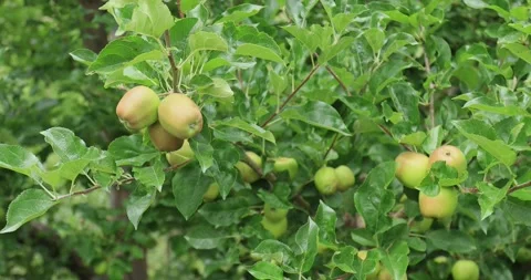 Apples grow on tree in summer Vidéo 328935749