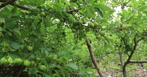 Apples grow on tree in summer 库存影片 328935799