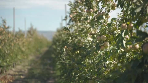 Apples grow on trees in the orchard Stock Footage 286334531