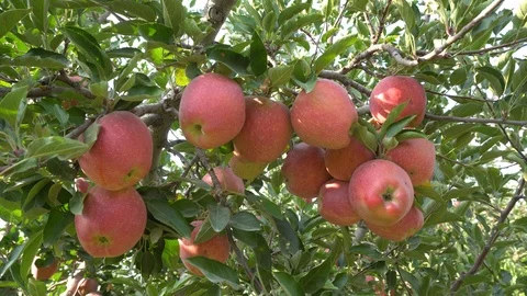 Apples Growing On Apple Tree 스톡 동영상 96719151
