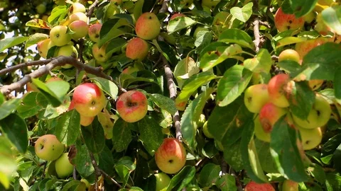 Apples Growing On Apple Tree Stock Footage 126000335