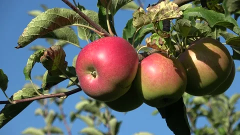 Apples Growing On Apple Tree Video stock 205159830