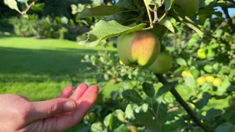 Apples Growing on Branches in Green Orchard Vídeos de archivo 343865519