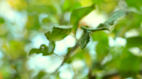 Apples Growing Stock Footage 23911783