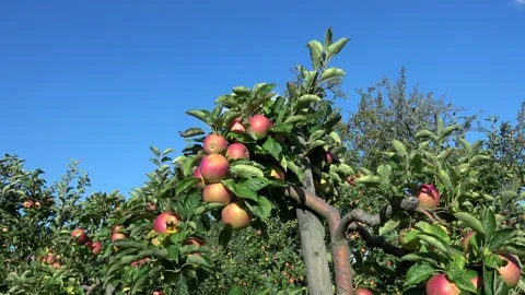 Apples Growing In The Garten Video stock 210616993