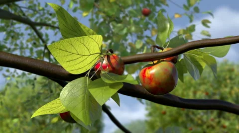 Apples growing Timelapse Vídeo Stock 42771268
