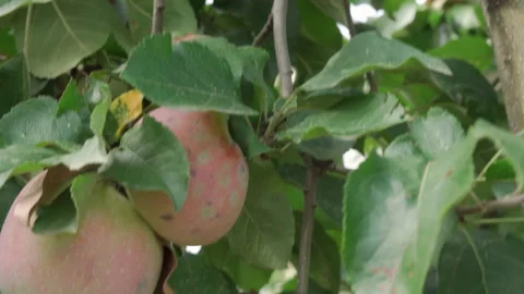 Apples growing on tree, among which there are rotten and spoiled. Camera move Stock Footage 212389172