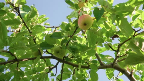 Apples growing on tree in flowering garden against blue sky. Camera view from Stock-Footage 201555076