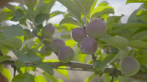Apples growing on tree Stock Footage 74063797