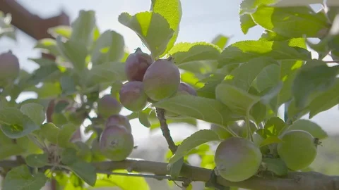 Apples growing on tree Stock Footage 74063946