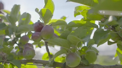Apples growing on tree Stock Footage 74063987