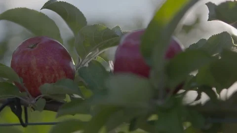Apples growing on tree Stock-Footage 74064207