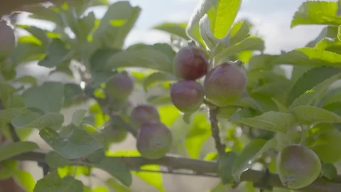 Apples growing on tree Stock Footage 74064543