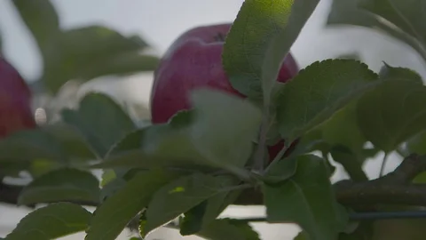 Apples growing on tree Stock Footage 74064599