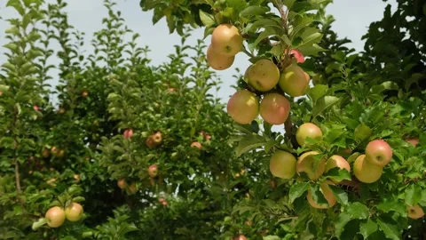 Apples growing on a tree Stock Footage 243637202