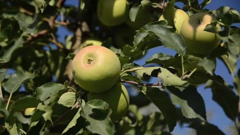 Apples growing on a tree in orchard. Green apples on a branch. Organic fruits Stock Footage 139075286