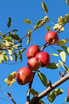 Apples growing on a tree Stock Photos