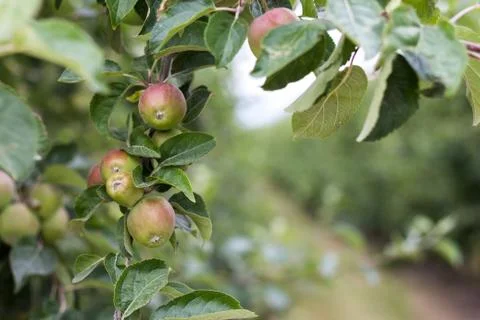 Apples growing on trees Stock Photos