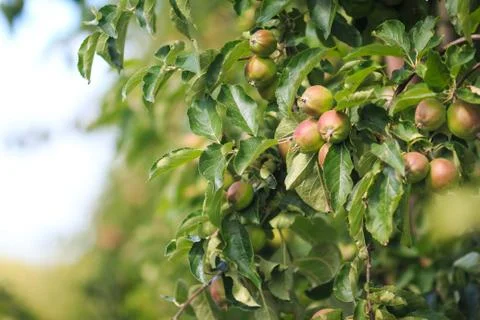 Apples growing on trees Stock Photos