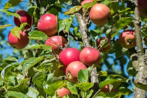 Apples growing in trees Stock Photos