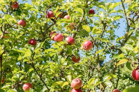 Apples growing in trees Stock Photos