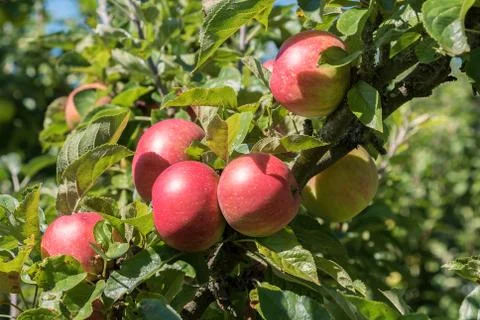 Apples growing in trees Stock Photos