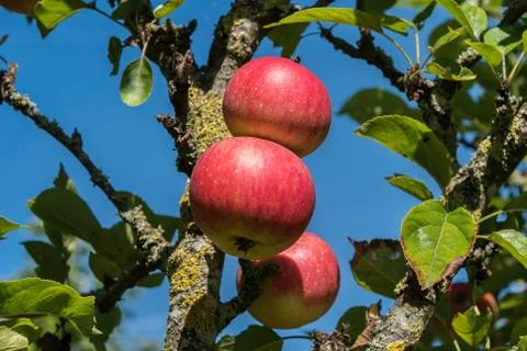 Apples growing in trees Stock Photos