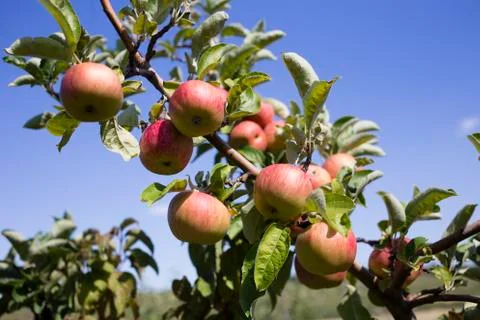 Apples grows on a branch. Stock Photos