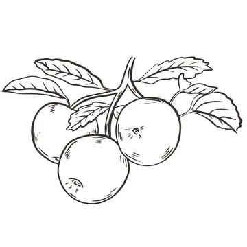 Apples, hand sketch, vector illustration. イラスト素材